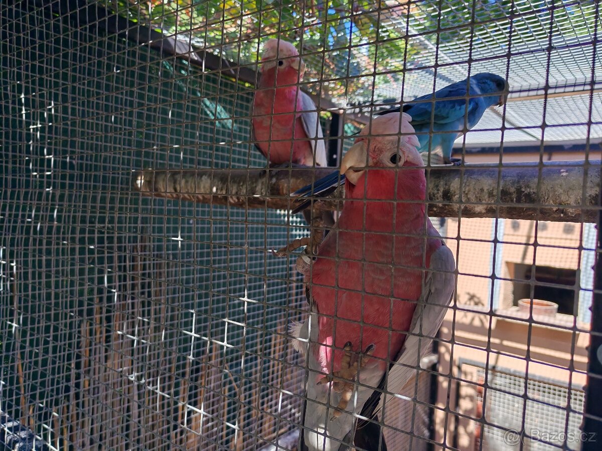 Kakadu růžový - 4