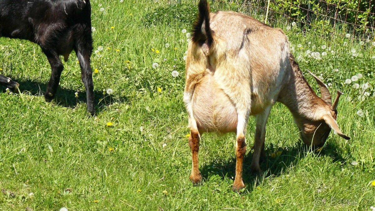 Vysoko podílové an. kozy - 4