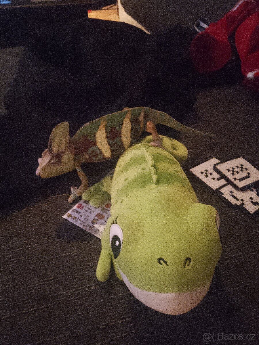 Chameleon jemenský - 4