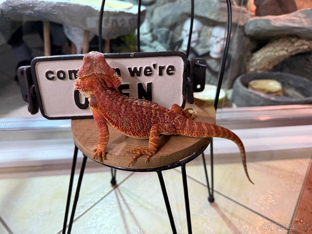 Agama vousatá SAMIČKA - 4