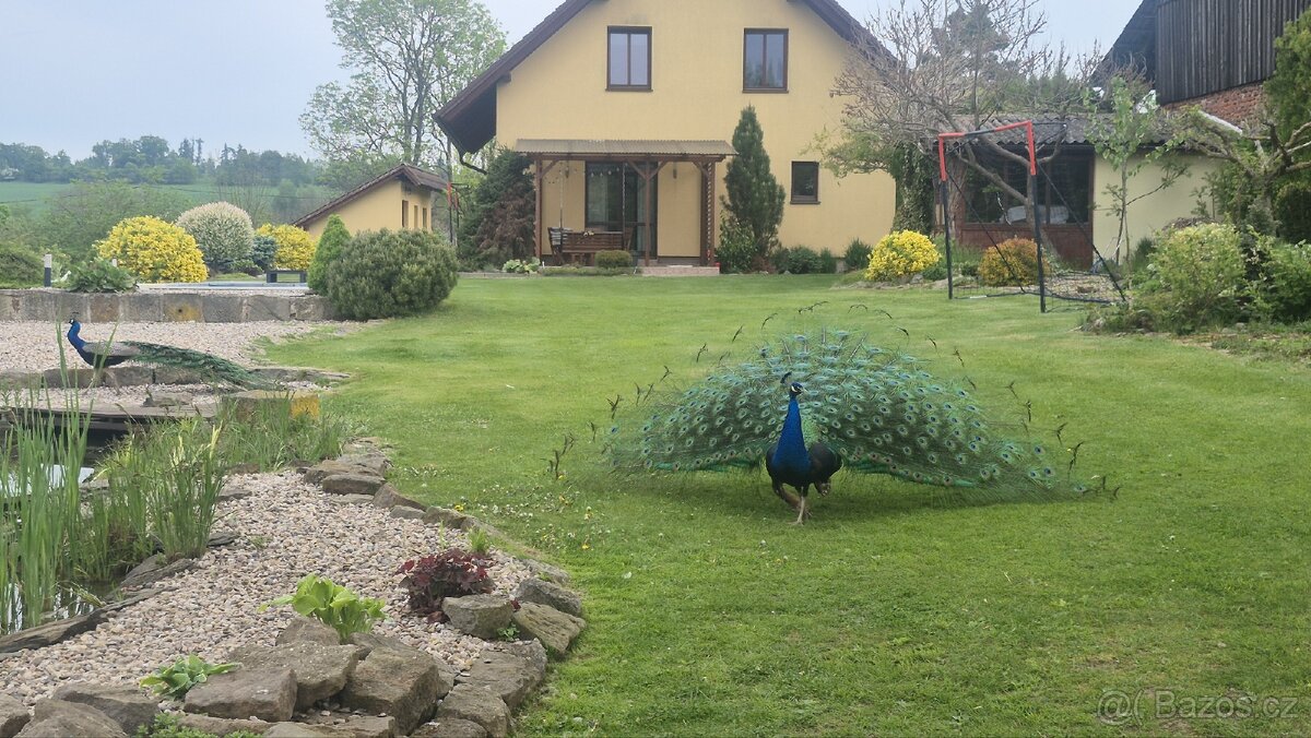 Pávy a pávice pávů modrých a černokřídlích - 4