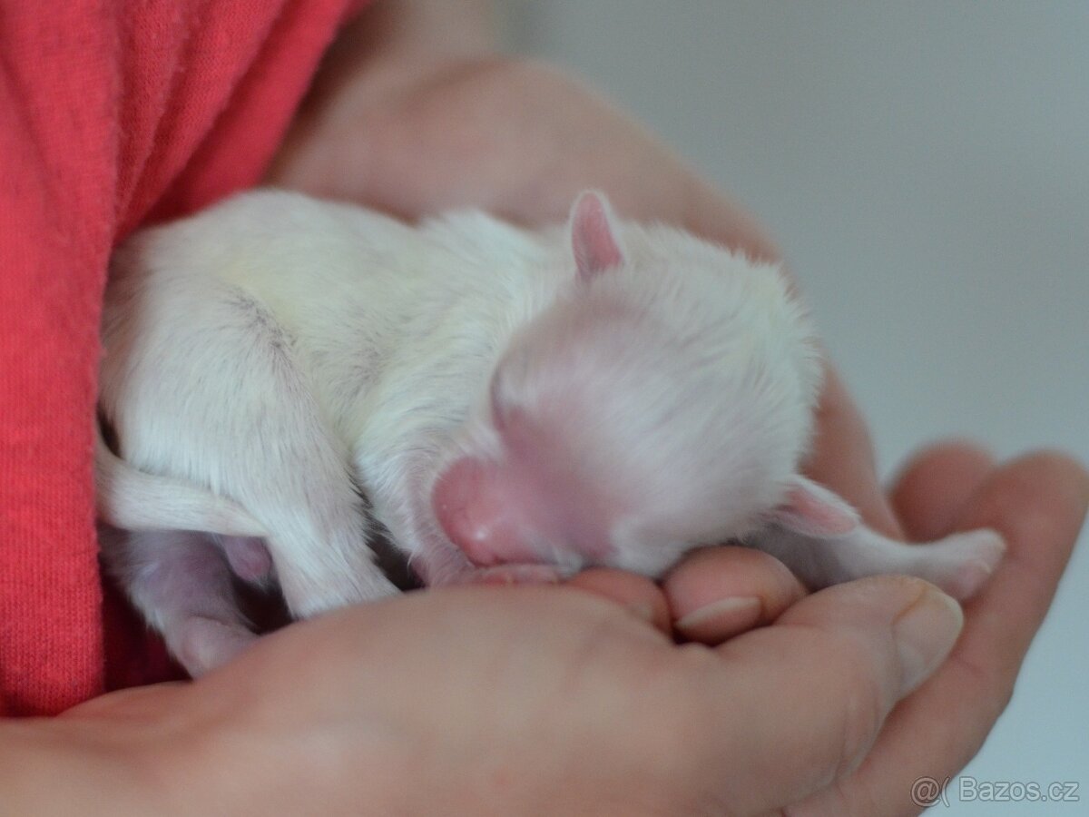 Maltézský psík - štěňátka s PP - 4