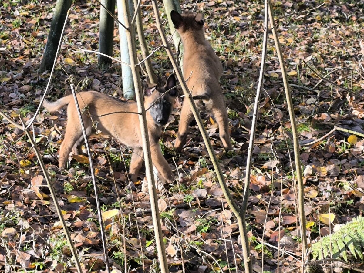 Belgicky ovcak malinois - 4