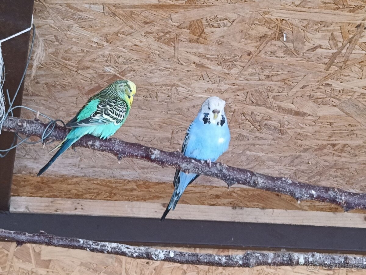 Prodám chovný pár andulek - 4