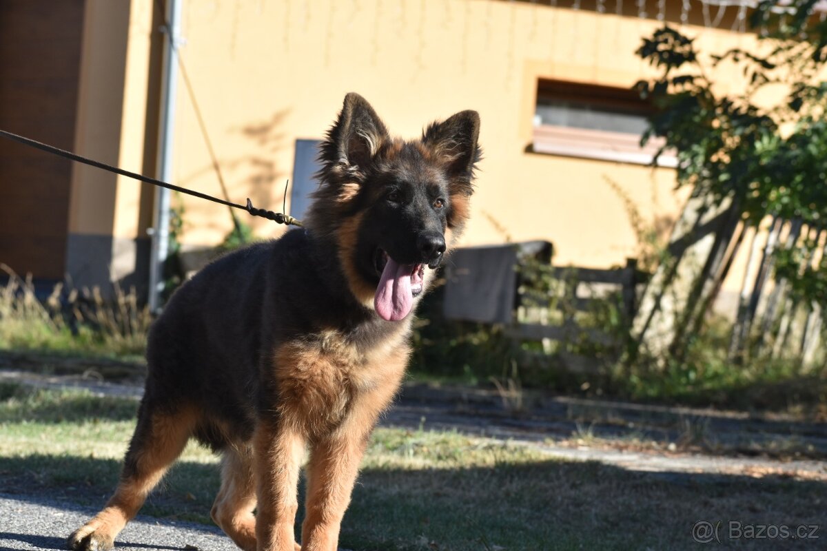 Německý ovčák s PP - 4