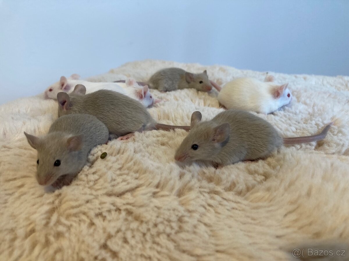 Barevná myš / myška - 4