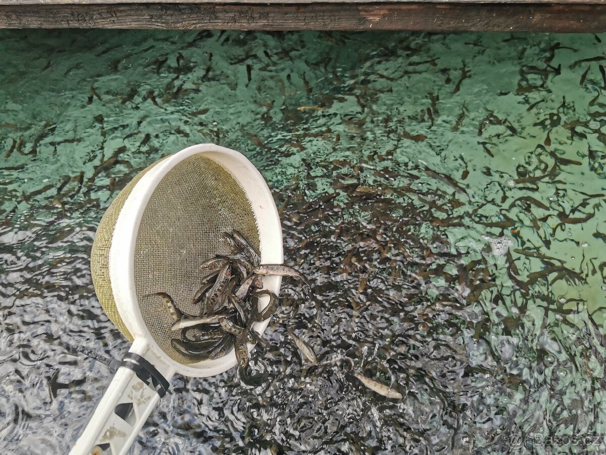 Pstruh duhový násada - 4