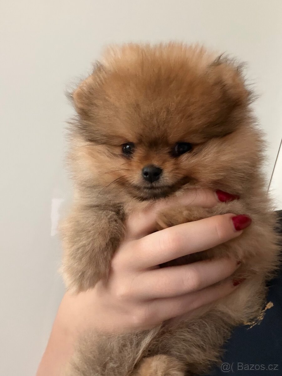Pomeranian s PP - 4