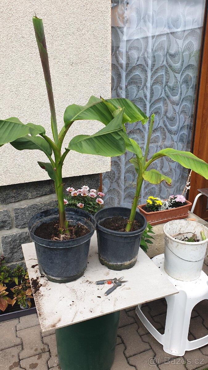 Banánovník Musa basjoo - 4