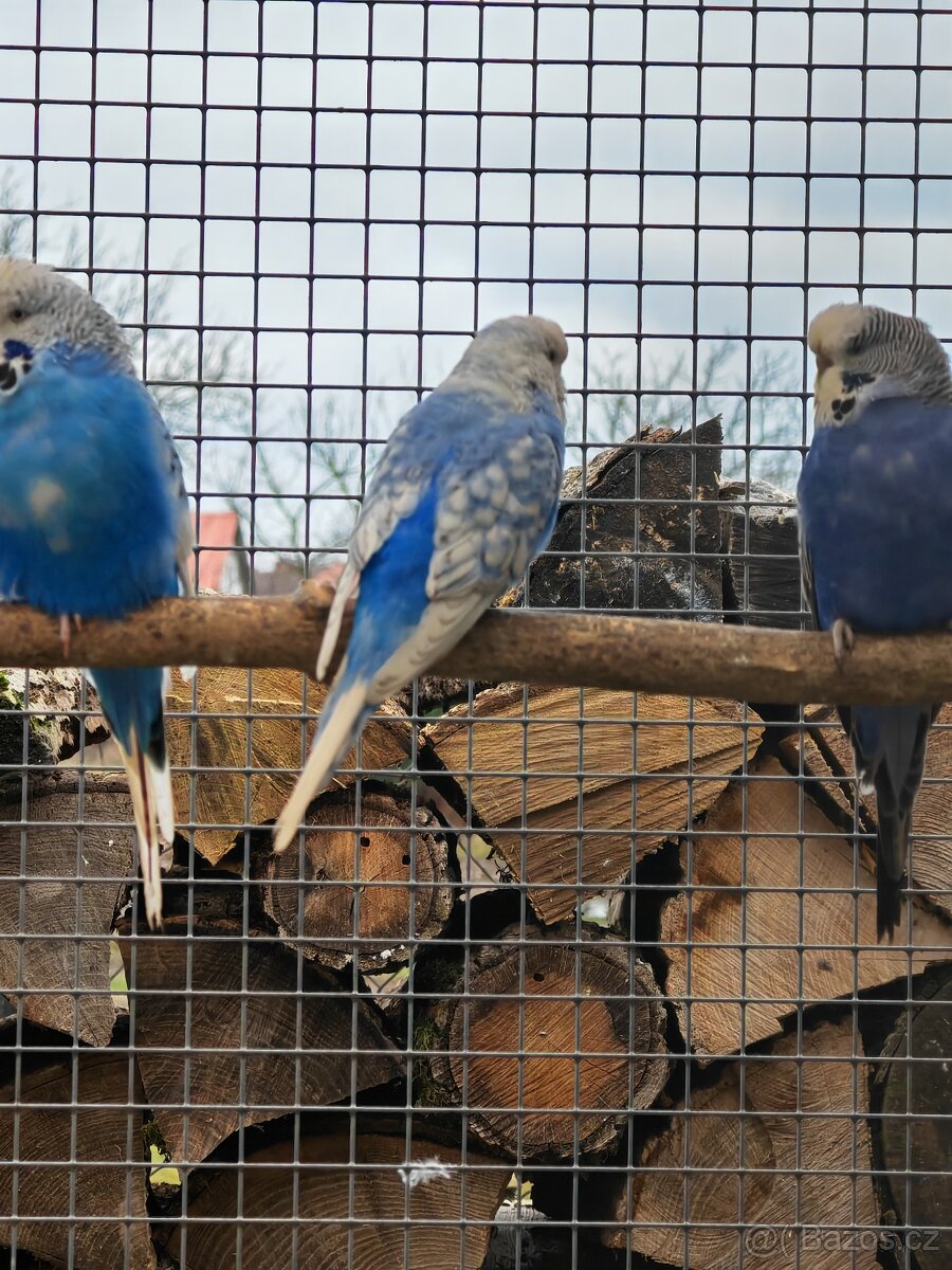 Andulka vlnkovaná pár - 4