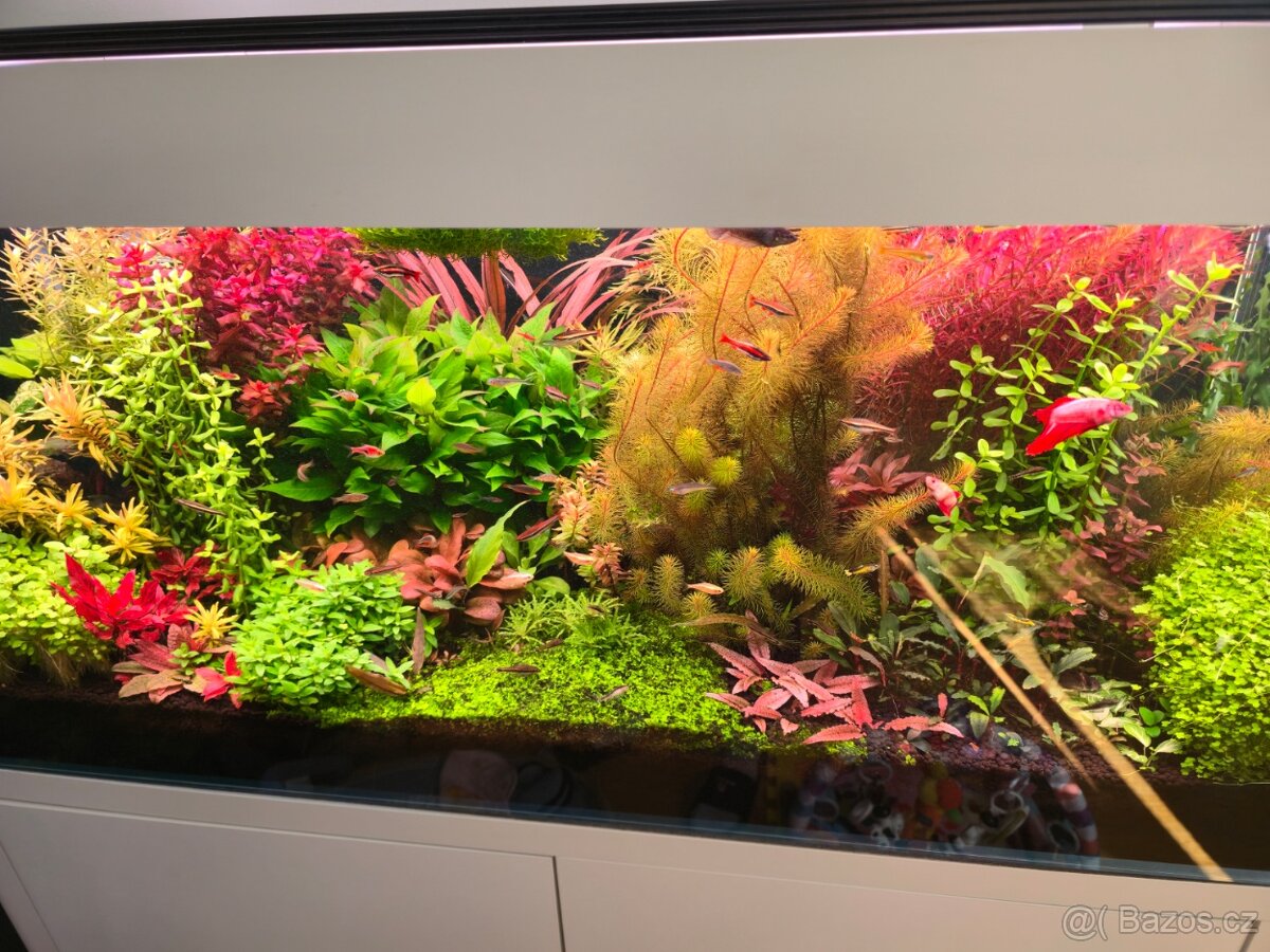 Akvarijní rostlinky z prostřihu - 4