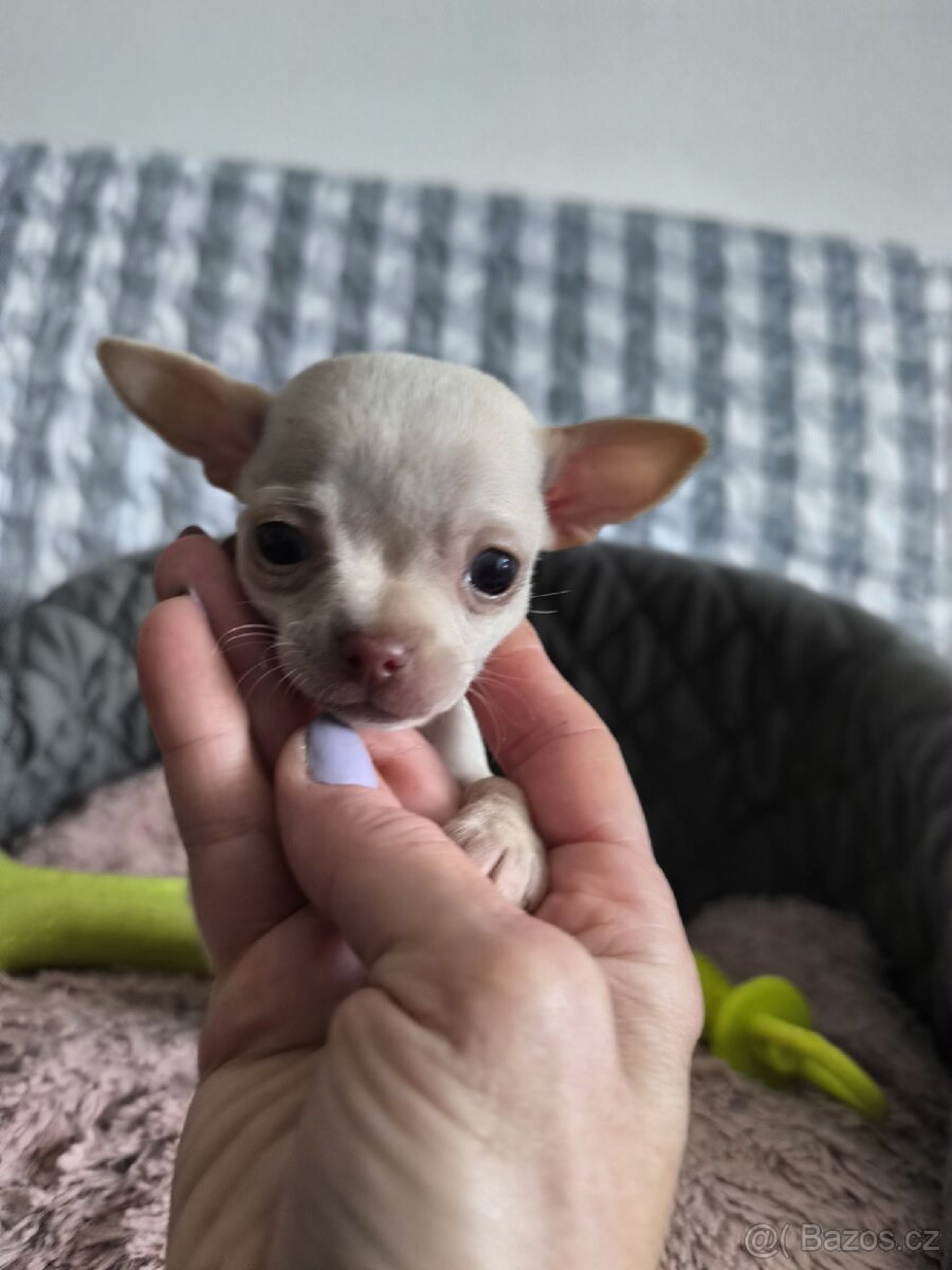 Čivava - štěňátka - 4