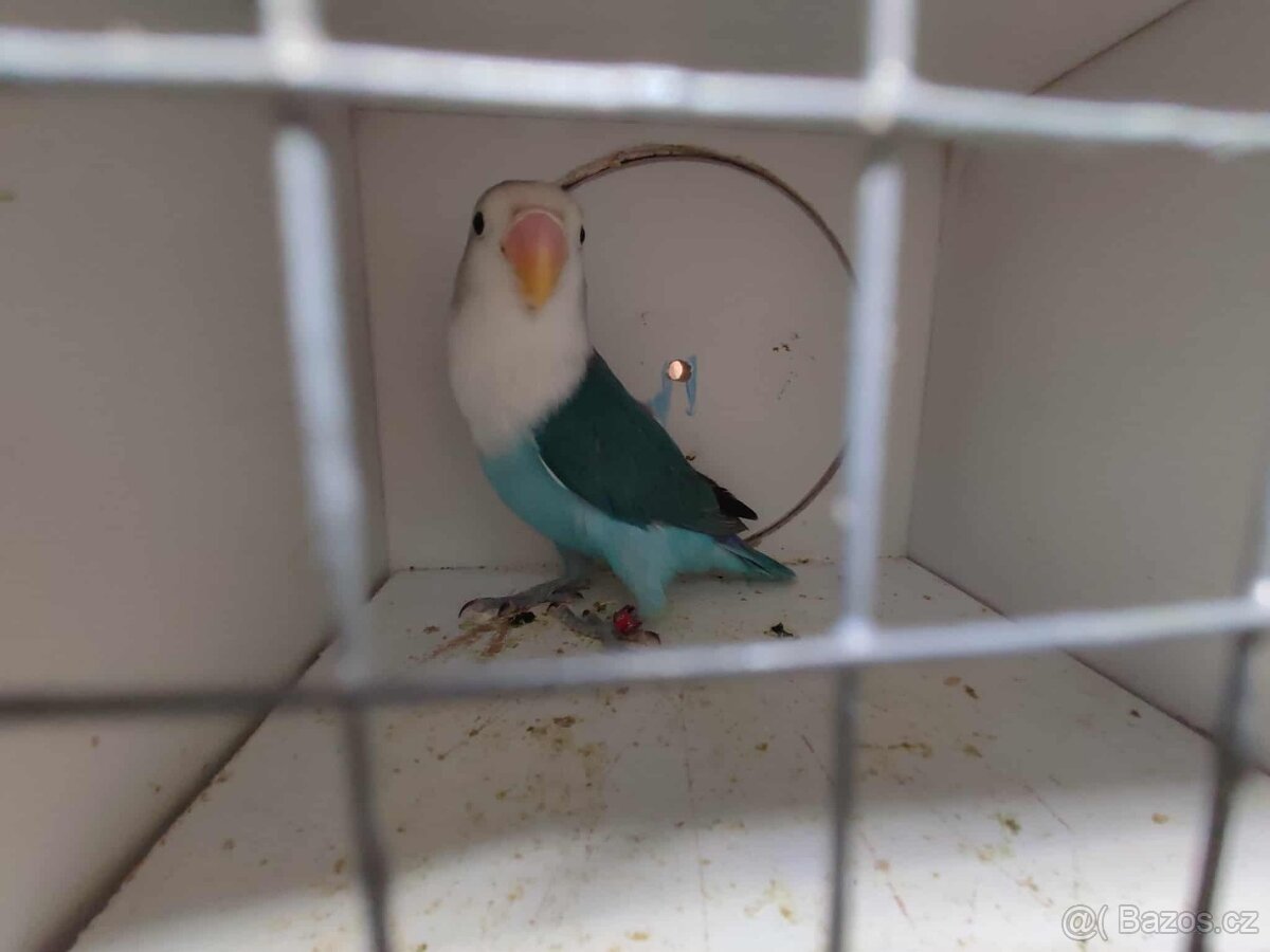 Agapornis ficheri - 4