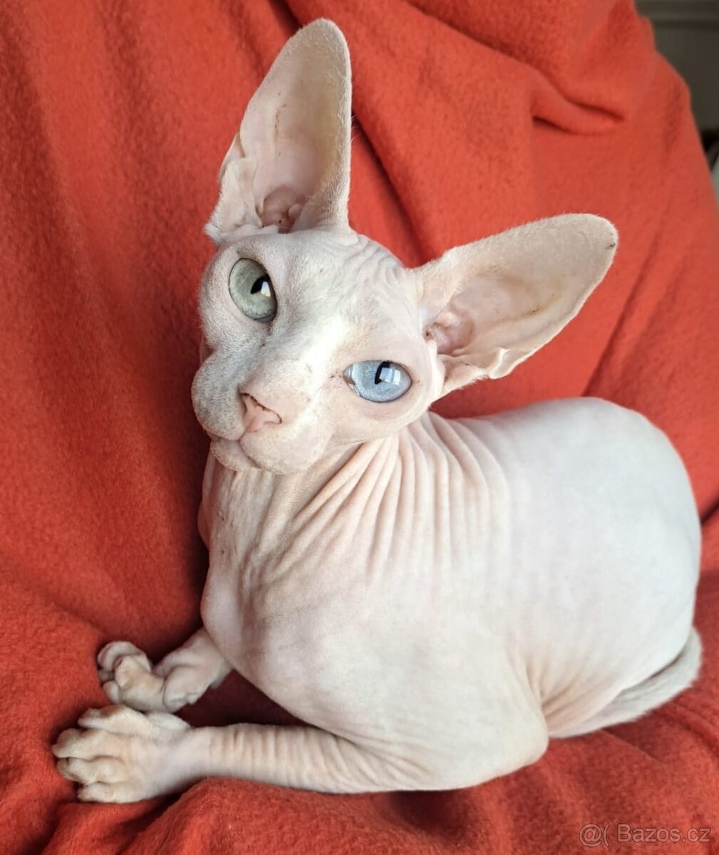 Kanadský sphynx s pp - 4