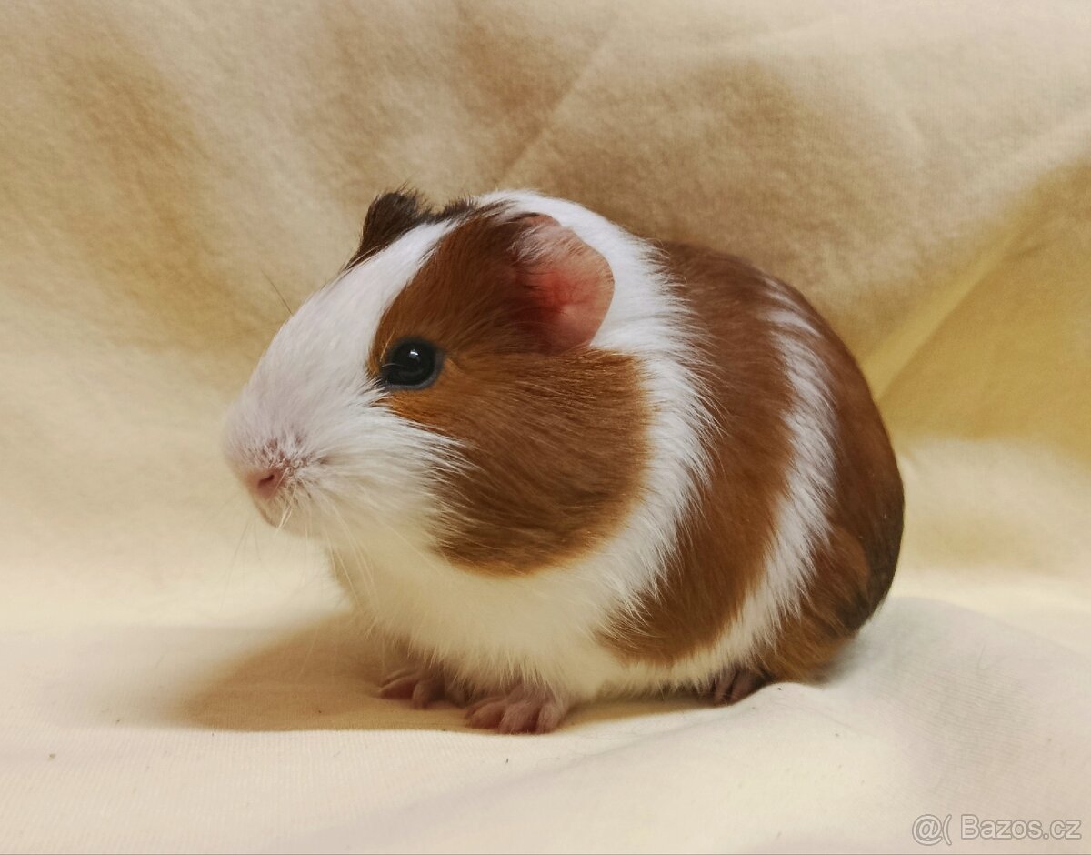 Morče sameček ♂️ - 4