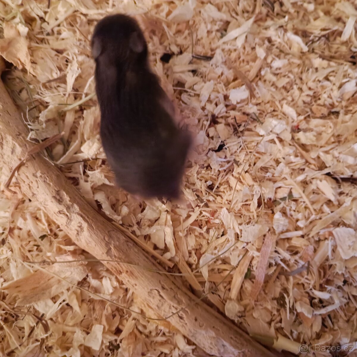 Křeček syrský - 4