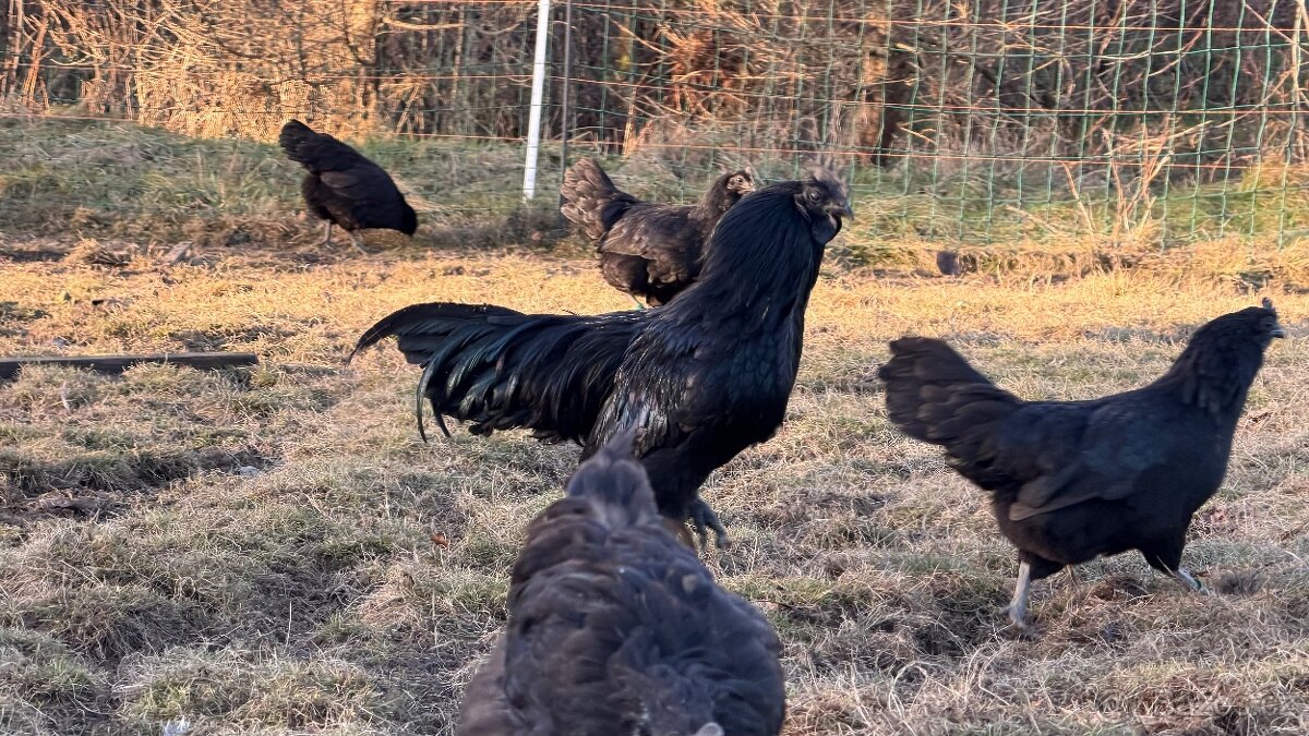 Ayam cemani - násadová vejce - 4