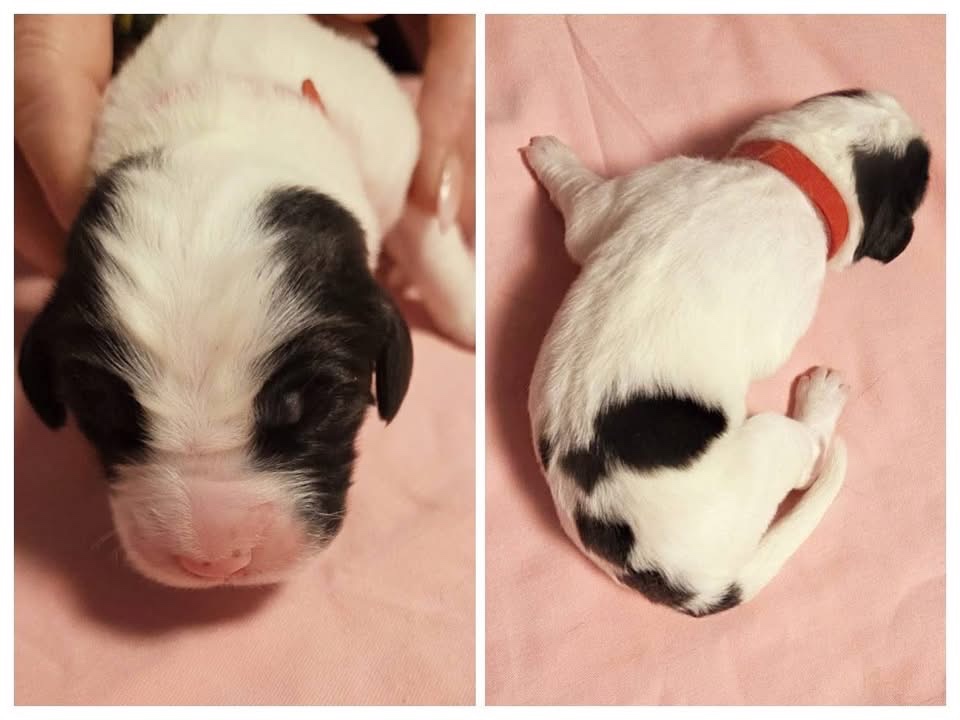 Landseer štěňata - 4