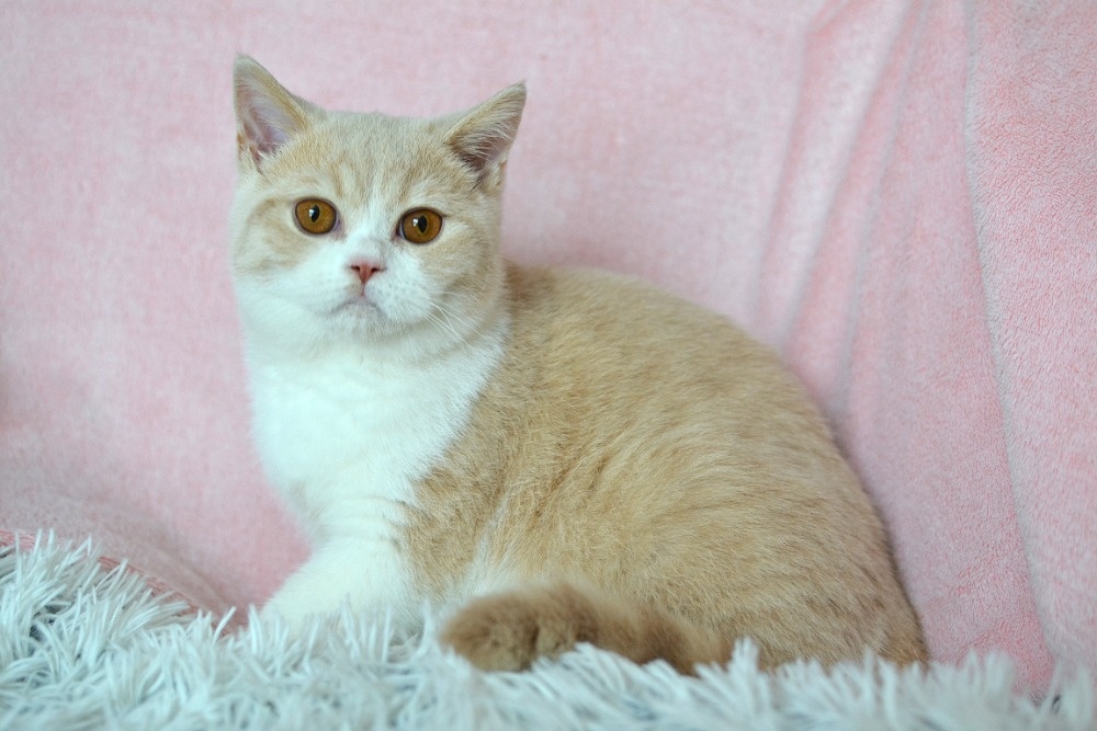 Rendlík krásný britský kocourek s PP - 4