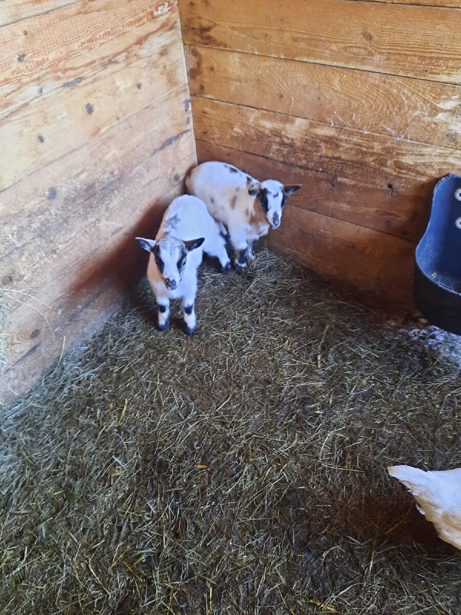 Holandské zakrslé kozy - 4