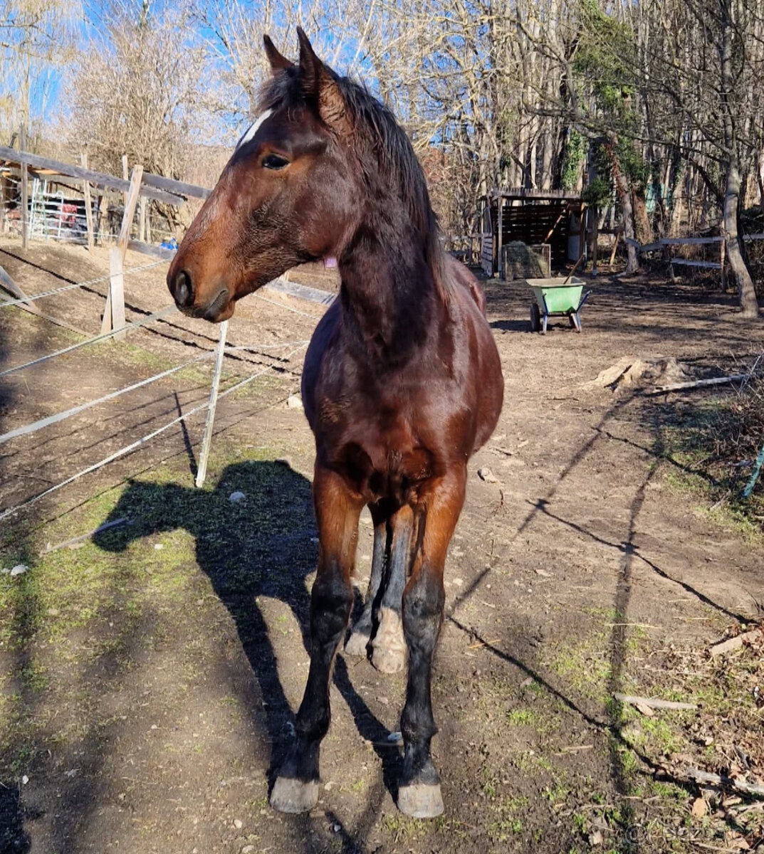 Hřebec original Knabstrupper - 4