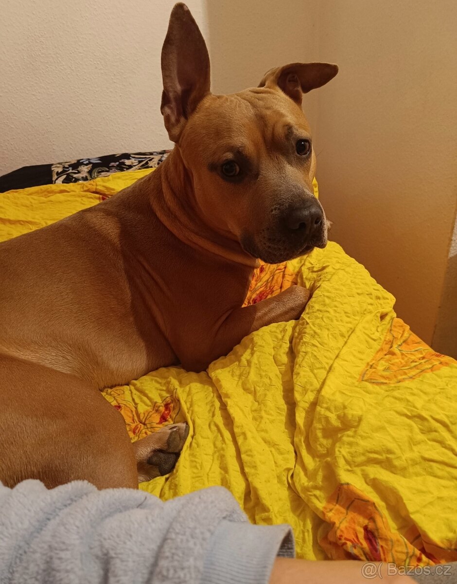 American Staffordshire terrier bez PP - 4