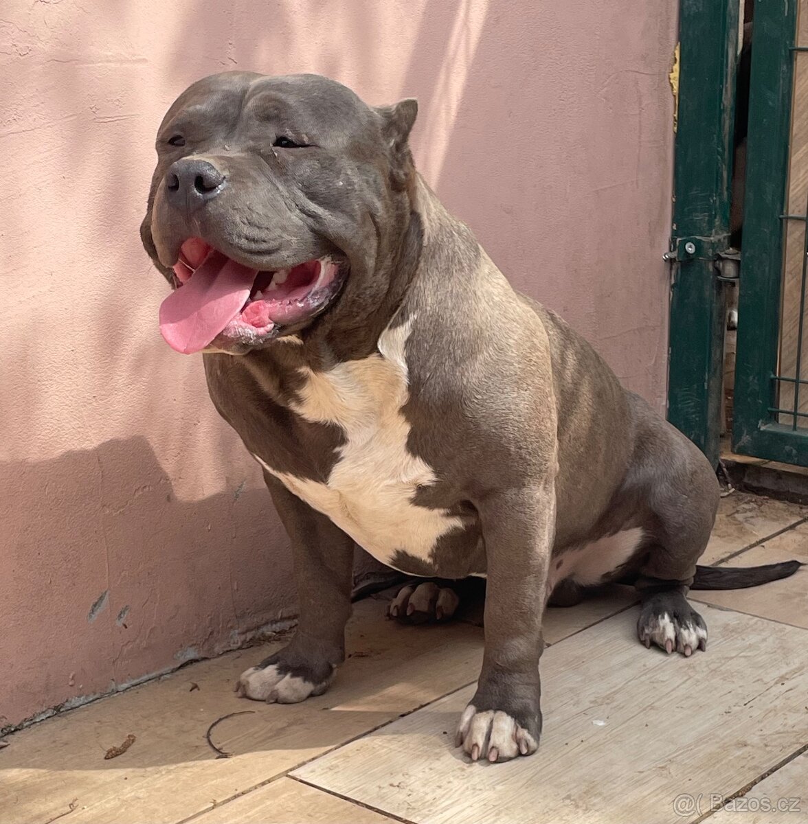 American Bully - 4