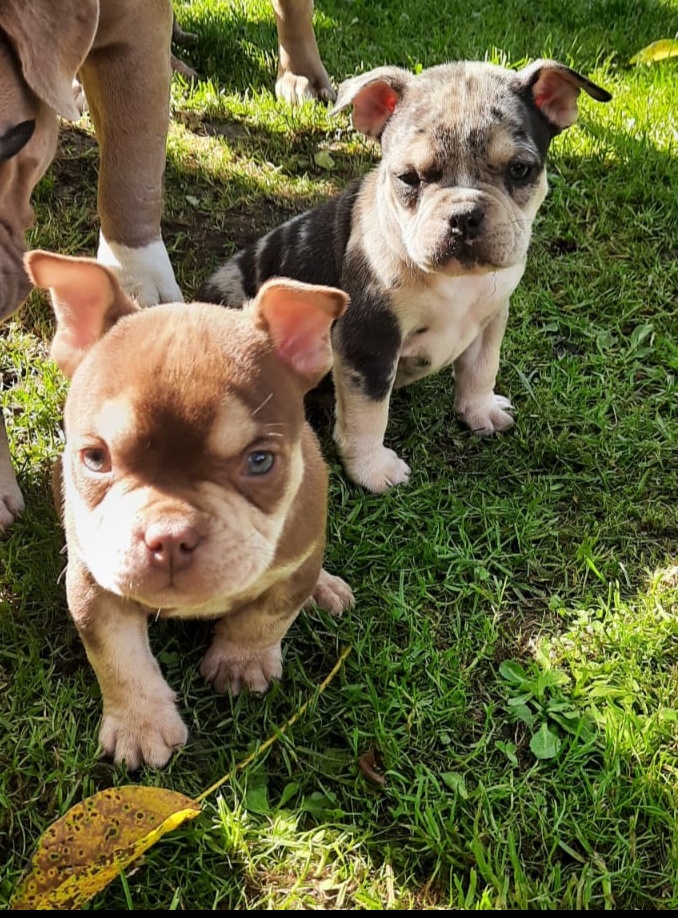 American bully pocket - 4