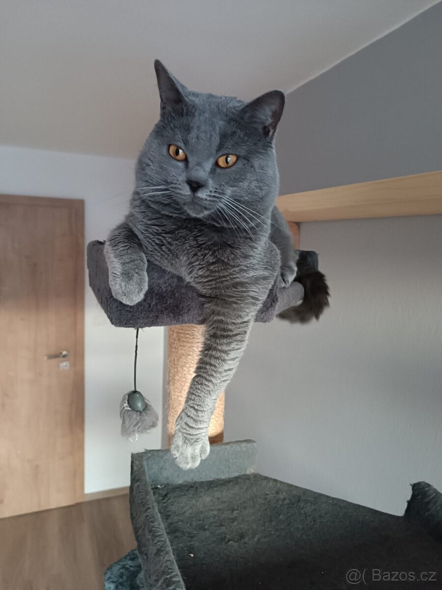 Kartouzská koťáta - 4