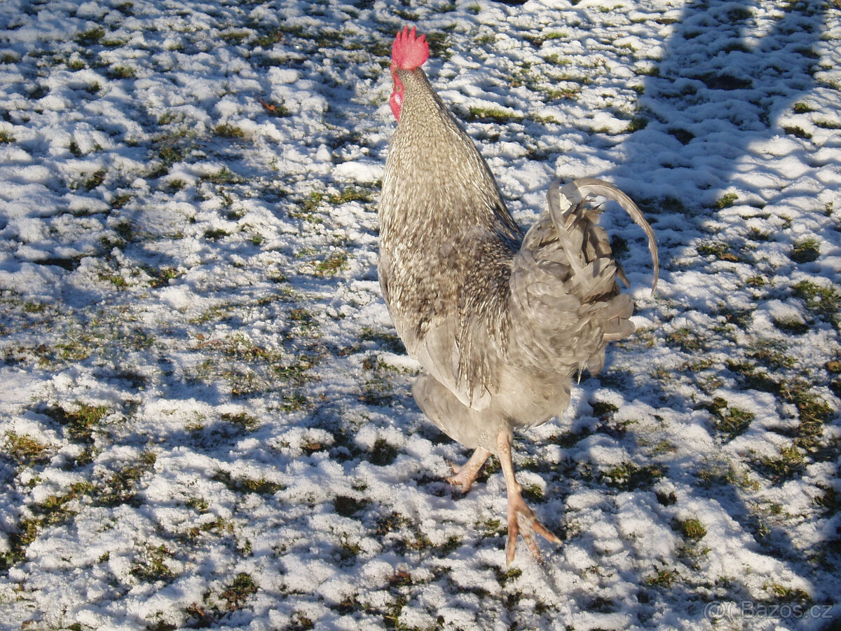 Prodám krásného kohouta do chovu - 4