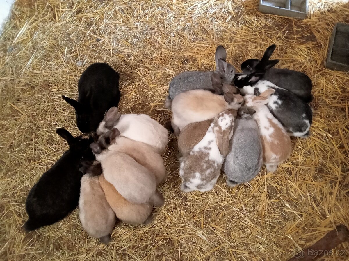 Prodám mladé králíky - 4