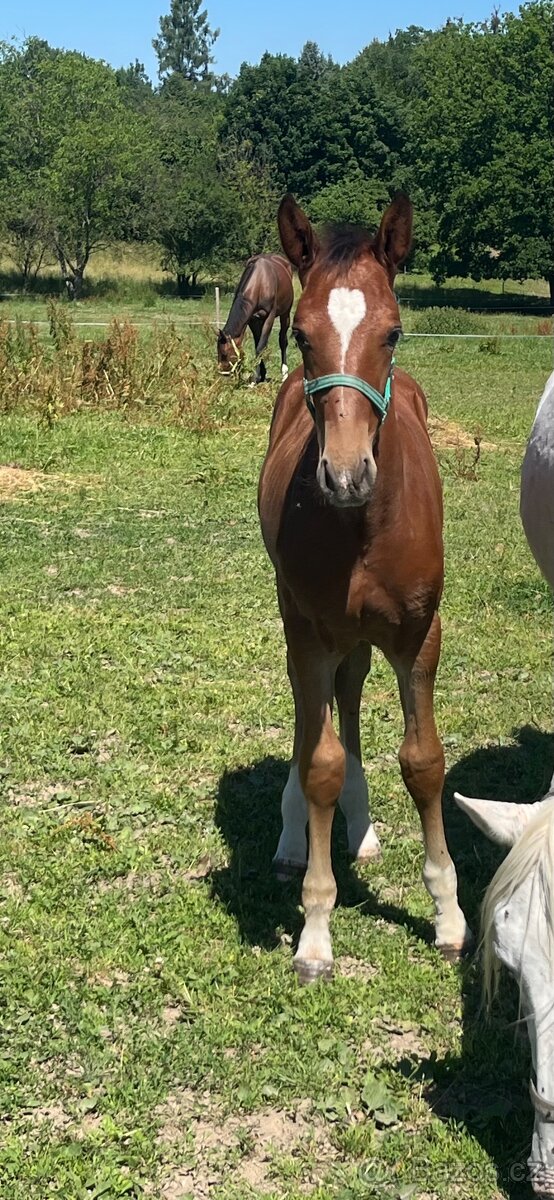 Hřebeček Zangersheide 2025 - 4