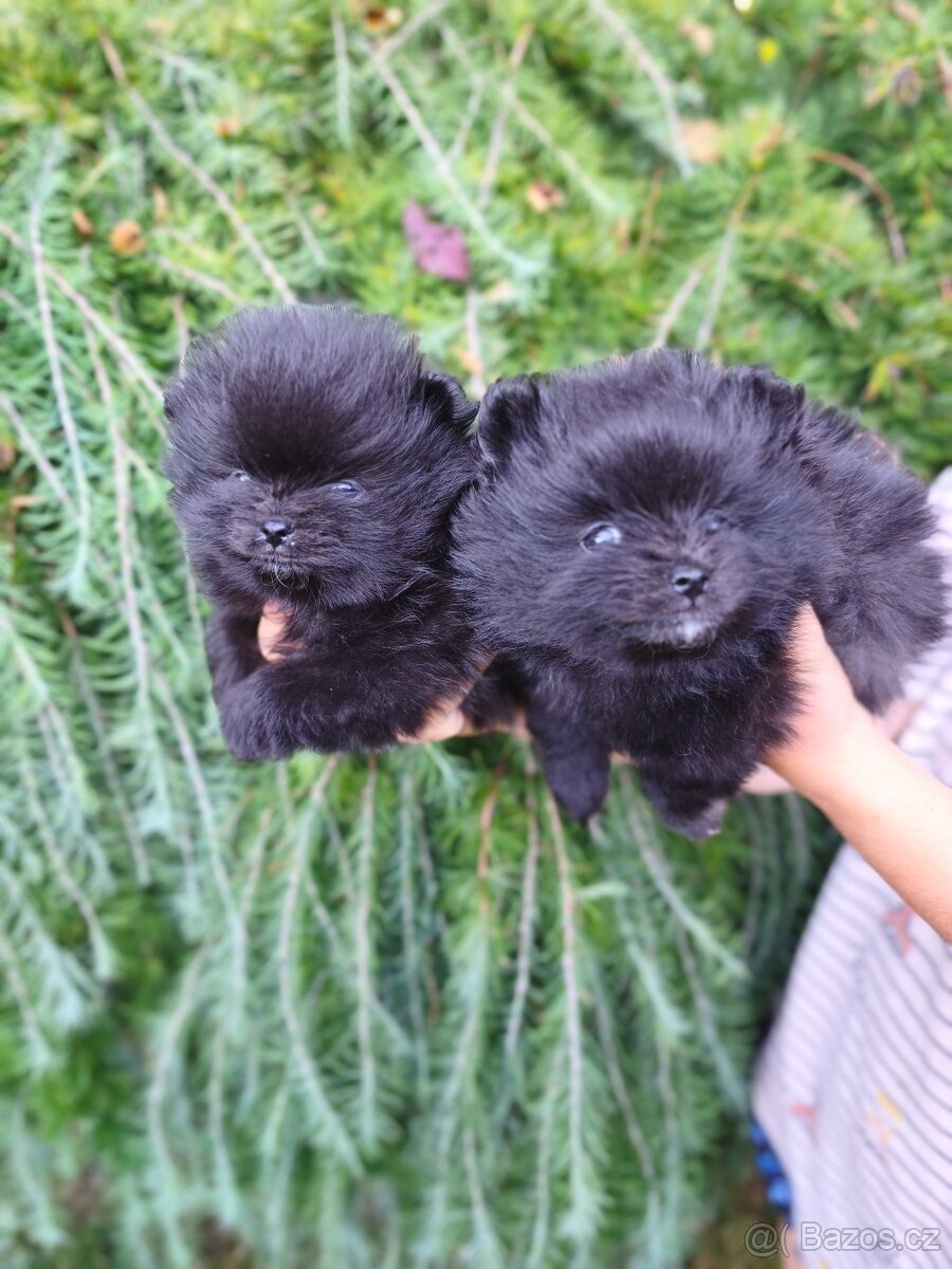 Pomeranian s pp - 4