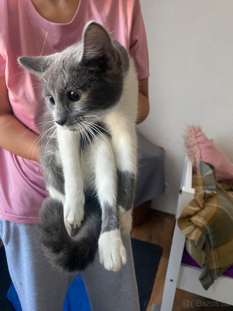 Darujem milou kočku i s výbavou - 4