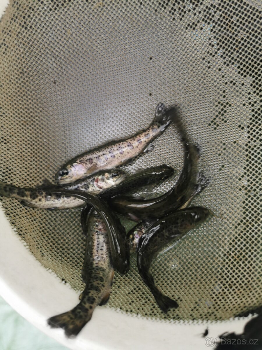 Nasada pstruha duhového a jesetera sibiřského. - 4