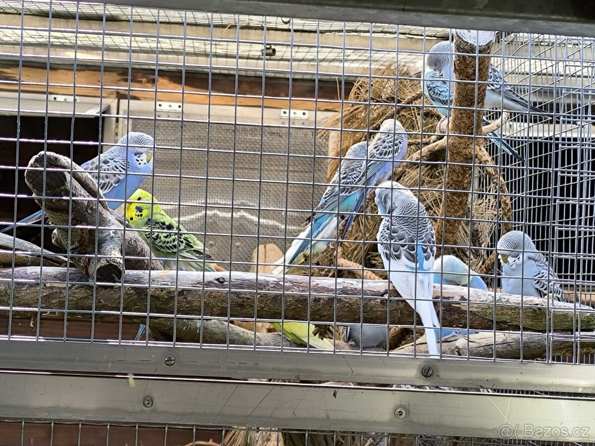 Prodám papoušky - 4