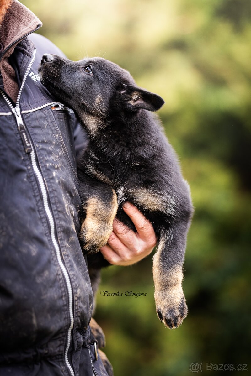 Německý ovčák- štěně s PP - 4
