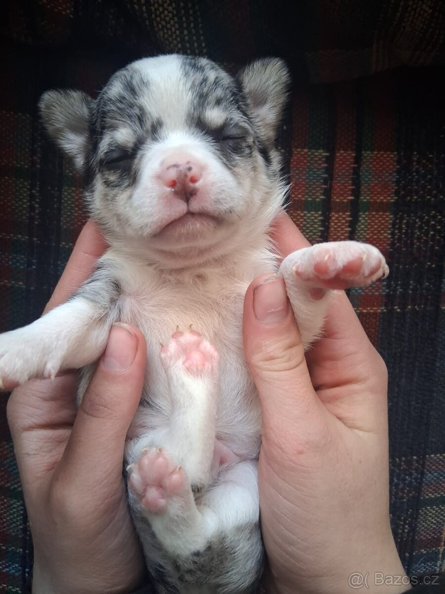 ČIvava miini krátkosrtá - 4