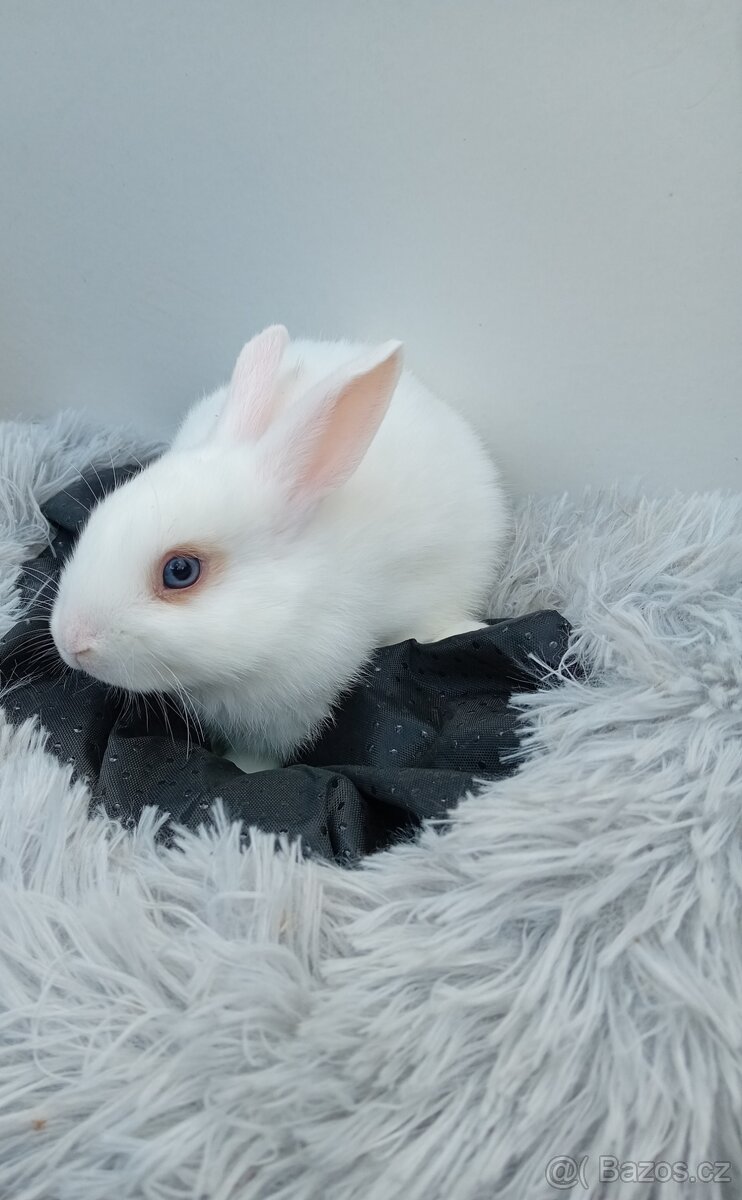 Zakrslý králíček I2 - 4