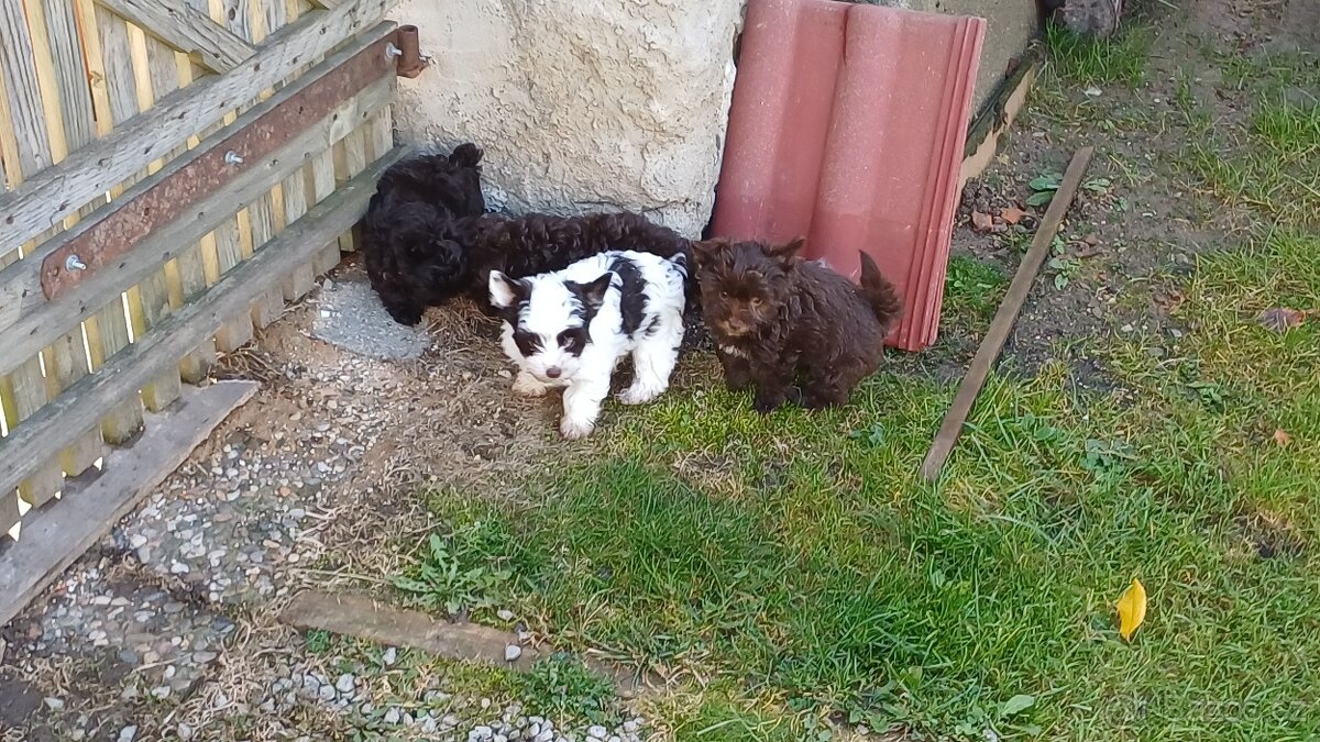 Štěňata Yorkchir - 4