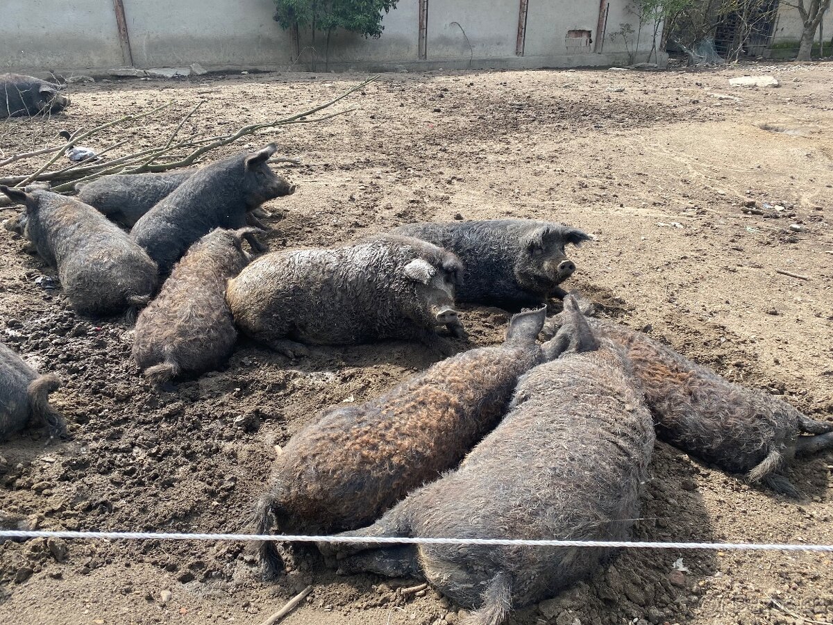 Čistokrevna Mangalice - 4