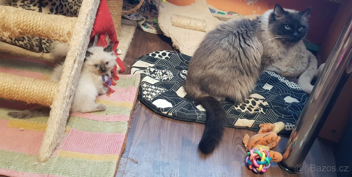 Rezervace ragdoll - 4