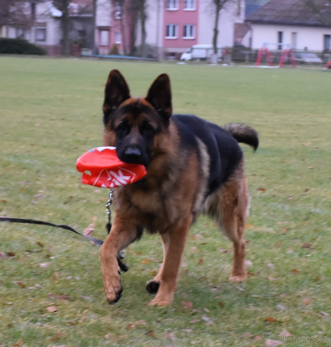 Německý Ovčák - 4