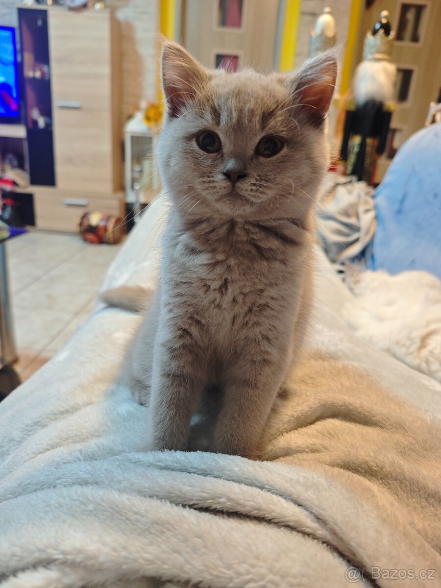 Britská koťátka - 4