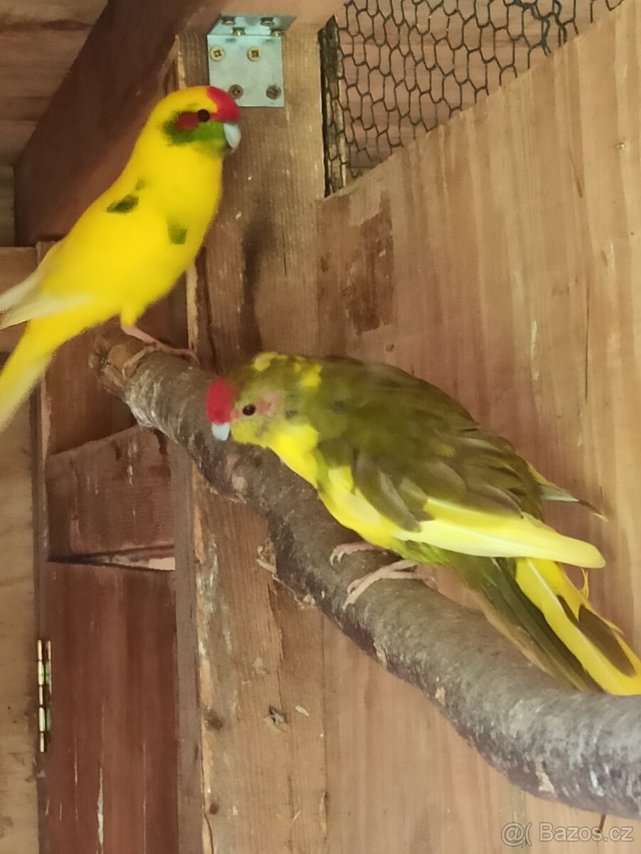 Kakariki chovné páry - 4
