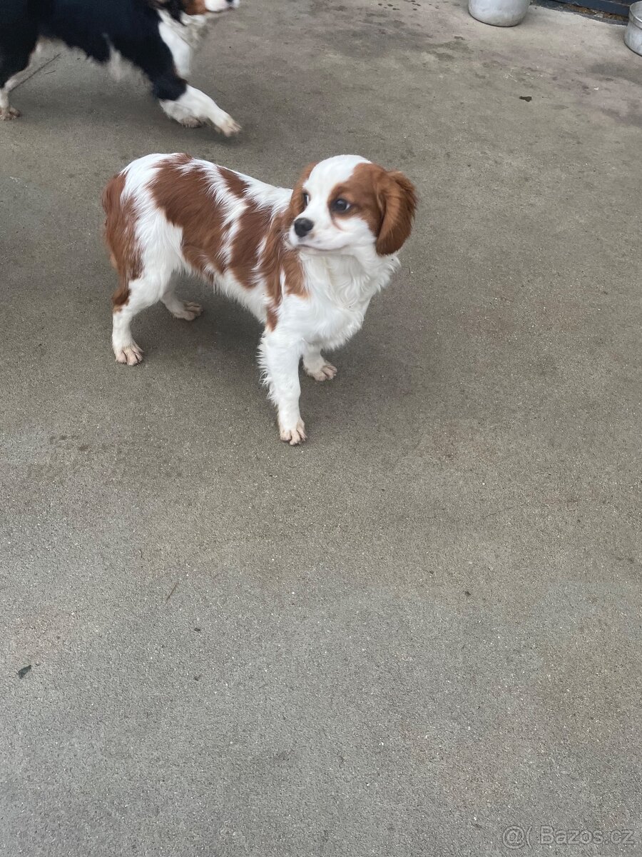 Kavalir king charles španěl - 4
