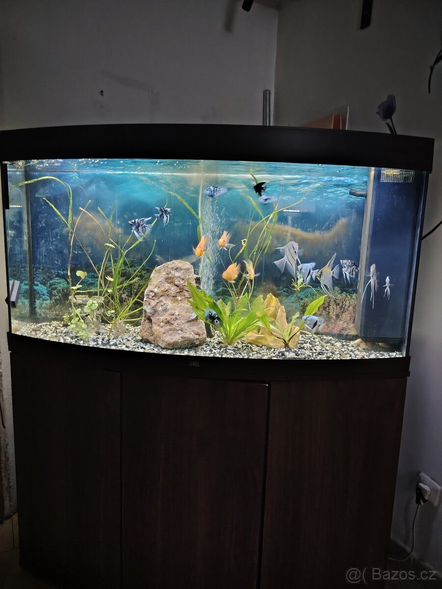 JUWEL 300L + Malawi 400L - 4