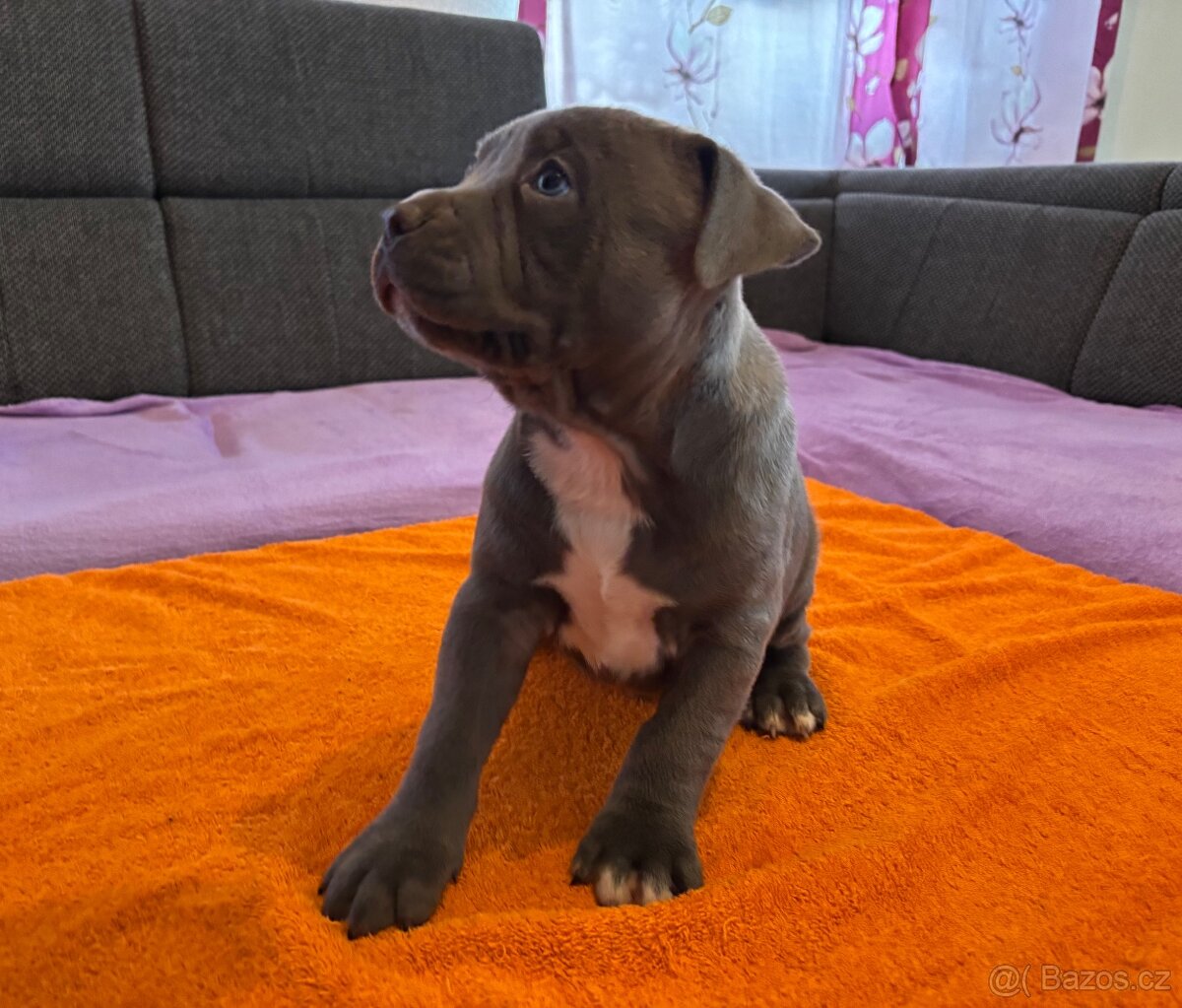 Americký Stafordširský Teriér - 4