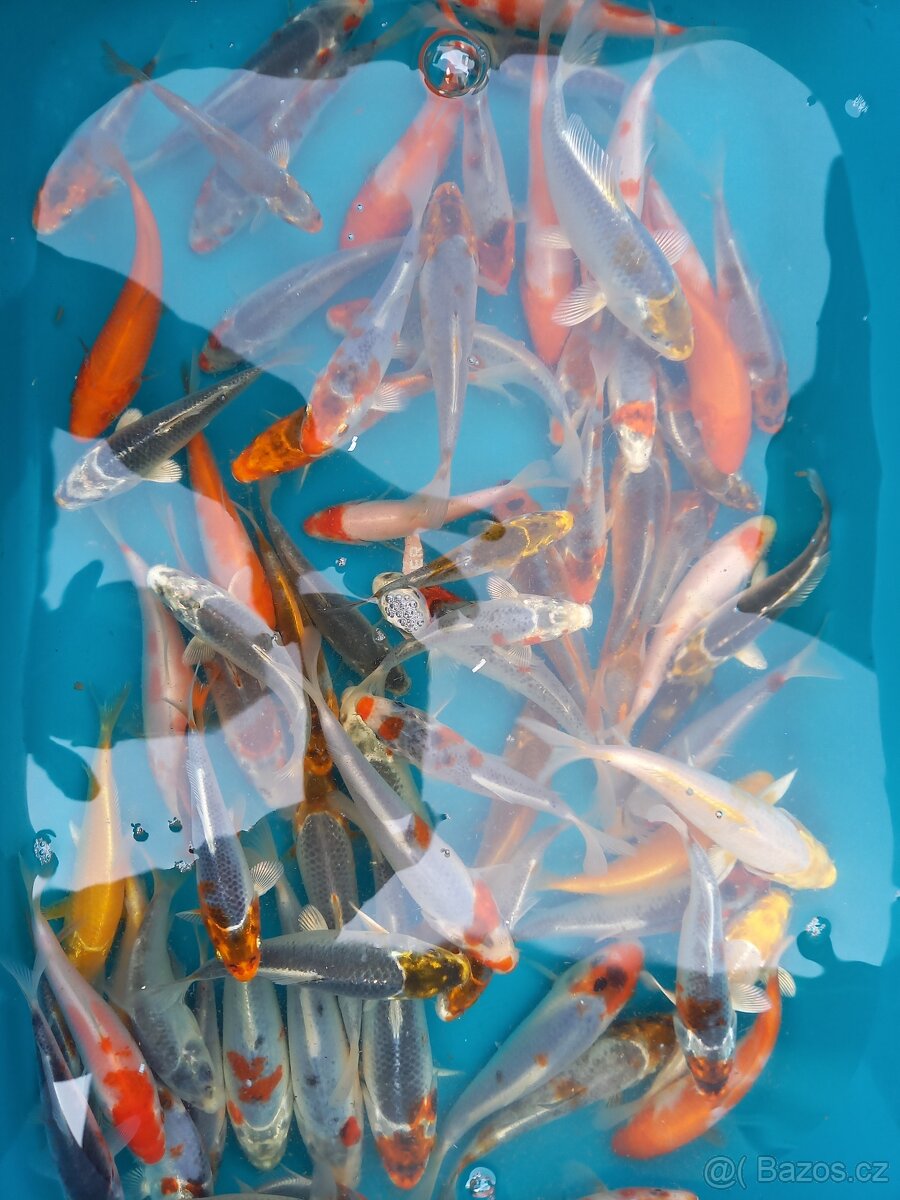 kapr koi - 4