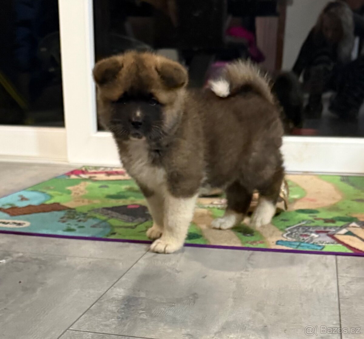 Štěňátka akity k odběru - 4